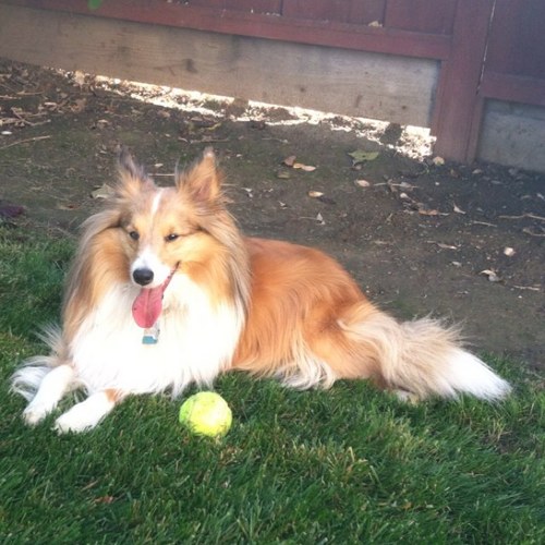 mrgrusso's profile picture. 