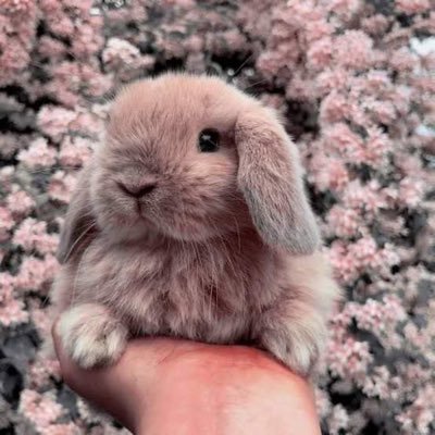 ᐢ. ֑ .ᐢ 美琳 ( @LinLin_mei19 ) (𝐄𝐍𝐓𝐉) ♡ ٩( 'ω' )و♡ 𝑱𝑲🐰 𝓳𝓪𝔂🐈⬛ 𝒉𝒆𝒆𝒔𝒆𝒖𝒏𝒈 🦌🐹 𝒎𝒂𝒎𝒆𝒋𝒂𝒏𝒈🐶 𝒔𝒆𝒓𝒊𝒎🐷