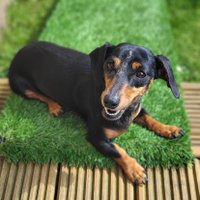 Millie The Dachshund (@milliethedachs1) 's Twitter Profile