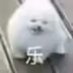 今天当小狗了吗 (@pupppppy_) Twitter profile photo 今天当小狗了吗 (@pupppppy_) Twitter profile photo