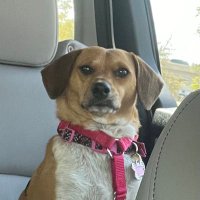 Tony (@mesnia1016) 's Twitter Profile