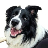 GOOD BOY CHARLIE(@charliedacollie) 's Twitter Profile Photo