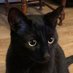 Cat Man Tom (@tommoroney14) Twitter profile photo Cat Man Tom (@tommoroney14) Twitter profile photo