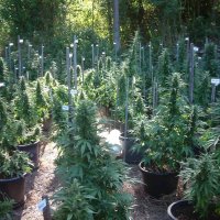 Cannabis Social Club Bitburg (@csc_bitburg) 's Twitter Profile