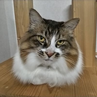 KS2484sougi's profile picture. 葬祭系個人事業主（軽バン柩車）🐾1級葬祭D、２級ペット葬祭D、終活アドバイザー、簿記、ＦＰ✨個人情報保護猫😽昼は猫と添い寝/夜は法人タクドラ（コンフォート）趣味は猫のための日曜大工