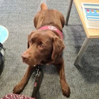 Susie Kingsley&HDFudge (@kingsleysusie) 's Twitter Profile Photo Susie Kingsley&HDFudge (@kingsleysusie) 's Twitter Profile Photo