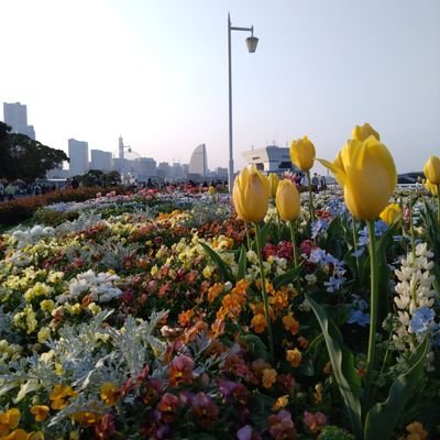 PjMgrMitsuki's profile picture. PMI PMP