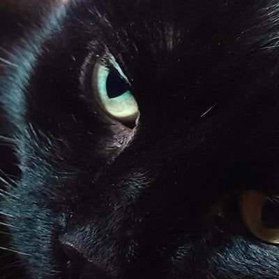 SophieC52082488's profile picture. Children's Librarian

https://t.co/nOrAy7xliH