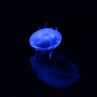 γ¨γγ‘γ@π» (@a5n_in) 's Twitter Profile