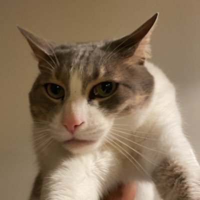 JuanPerez278's profile picture. 