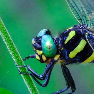 編集・校正・校閲を生業としています。取り扱う分野は、主に理工学専門書です。 Text by Sumito FUMIZUKI ／ 文月 澄人