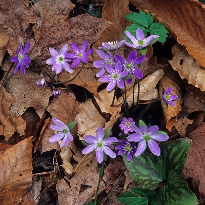 私は桜の葉が大好きです。桜の葉は癒しになるので、いつでも思い出して安心できます。 私は
思いやりがあり、静かに考える人でもあるので、心配性の世界で戦士になりましょう。