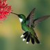Humming Bird community.Club🇺🇲 (@bhumming581) Twitter profile photo Humming Bird community.Club🇺🇲 (@bhumming581) Twitter profile photo