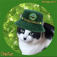 Chester_T_Kitty(@Chester_R_Kitty) 's Twitter Profile Photo