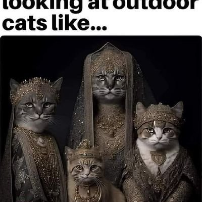 Mabel, Mia, Lil Bit and Isis huuman servant 😻😻😻
RIP Emmitt🌈❤❤❤ All rescues❤❤❤