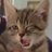 kimojitangmo's profile image