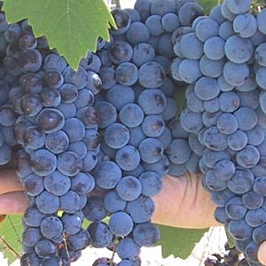 New Account.  I sell vineyards, wineries, farms and ranches in Mendoza, Argentina.  I talk about lifestyle, the economy, prices and good deals when you visit.
