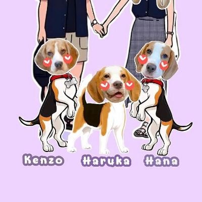 Beagle's Kenzo, Hana , Haru and puppy 🏡💖
Tiktok : Beagle Stories 🐶