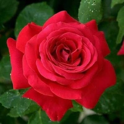 reena_reji11's profile picture. 