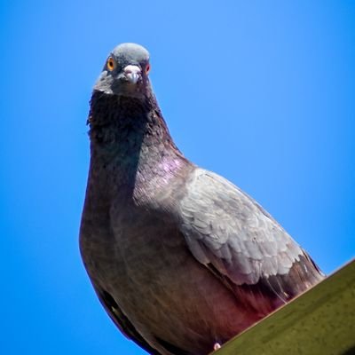 just a pigeon