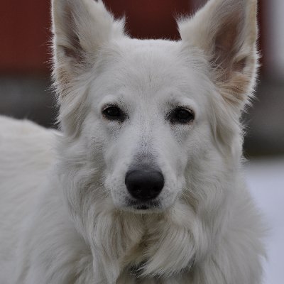 TorbjornEUW's profile picture. 21, EUW Masters 400 LP peak, fill main, ARAM enjoyer 🇸🇪