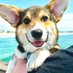 Oreo the Corgi ✨🐾 (@oreocorgii) Twitter profile photo