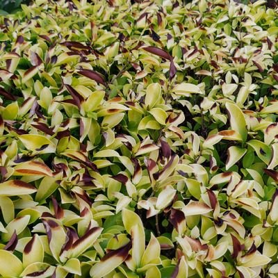 sen1092's profile picture. 