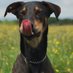 Link the Doberman (@sharetgmh) Twitter profile photo