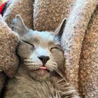 merlin ๐งโโ๏ธ (@merlin_imakitty) 's Twitter Profile