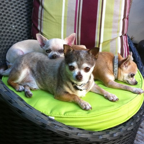 Tres_chihuahuas's profile picture. 
