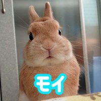 ぼく、モイです。(@boku_moidesu) 's Twitter Profile Photo