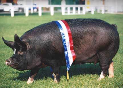 Swears like sailor & drinks like a fish, Should live by the coast? Fav Quote: 'If you have to be a pig, be a prize pig'. When I grow up I want to be Hank Moody