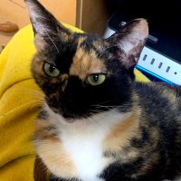 けーし (@kay_s_teacat) 's Twitter Profile