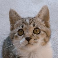 みぃこ (@kohakuriri_428) Twitter profile photo