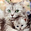 Max Melnikov - @BrujahMax - Twitter