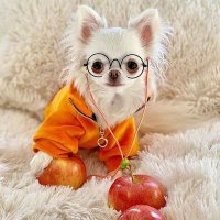 Chihuahua Cute(@ChihuahuaC56535) 's Twitter Profile Photo