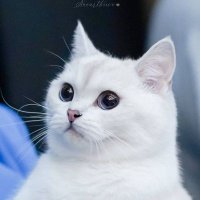 แมวสีขาว(@NityNng) 's Twitter Profile Photo
