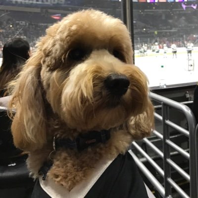 x -🚨Gustl Kopitar🚨 Profile