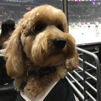 Followed/approved by Ines & Anze Kopitar.
Comfort Dog of the #LAKings & their fans!
2015 Bark Madness Champ
2016 Top NHL Dog on Twitter
2024 Bark Madness Champ