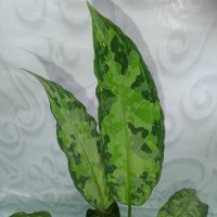 Muliadi.pictum Aceh (@lamnomuliadi) 's Twitter Profile