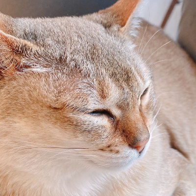 go142023's profile picture. 都内SES営業🍓 案件・人材ともに情報交換よろしくお願い致します！