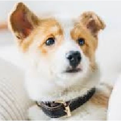 BenNorrisss's profile picture. Pet tales and trails: sharing stories and adventures from the pet--- loving life.