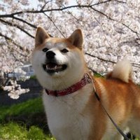 πζ―ζ₯RTοΌηΈδΊγγ©γγΌπ (@everyday_retwee) 's Twitter Profile