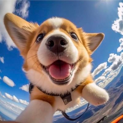 💞welcome to @corgiareawesome🇺🇸🐕
🐕 we share daily corgi content 🐕
🥰Do you love corgi🐕🥰
 👉Follow us if you love corgi 🐕