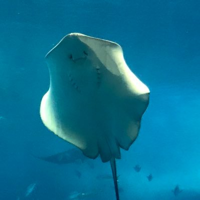 hoku_hokukita's profile picture. たくさん食って、たくさん寝る