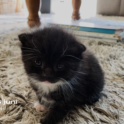 Rechtskundig Adviseur in ruste / Noorderling, maar ‘afgezakt’ naar het zuiden / Kater Rambo, onder onze heg geboren op 15 mei 2021, en met de fles grootgebracht