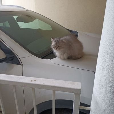 egolemrage's profile picture.