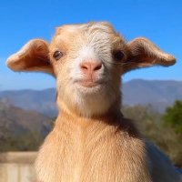 Martinha (@martinh3martins) 's Twitter Profile
