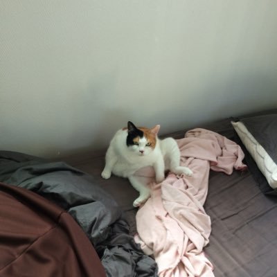kshn17a's profile picture. 平成1桁生まれの財務経理係長(上場子会社) 情報収集用なのでリツイート多めですが 実務やマネジメントときどき転職情報みて情報アップデート中 カオスな状況の会社に転職しがち笑
