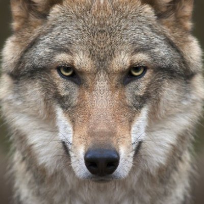 Everyone can throw a stone at a wolf, but not everyone can throw a wolf at a stone